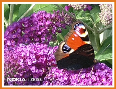 peacock