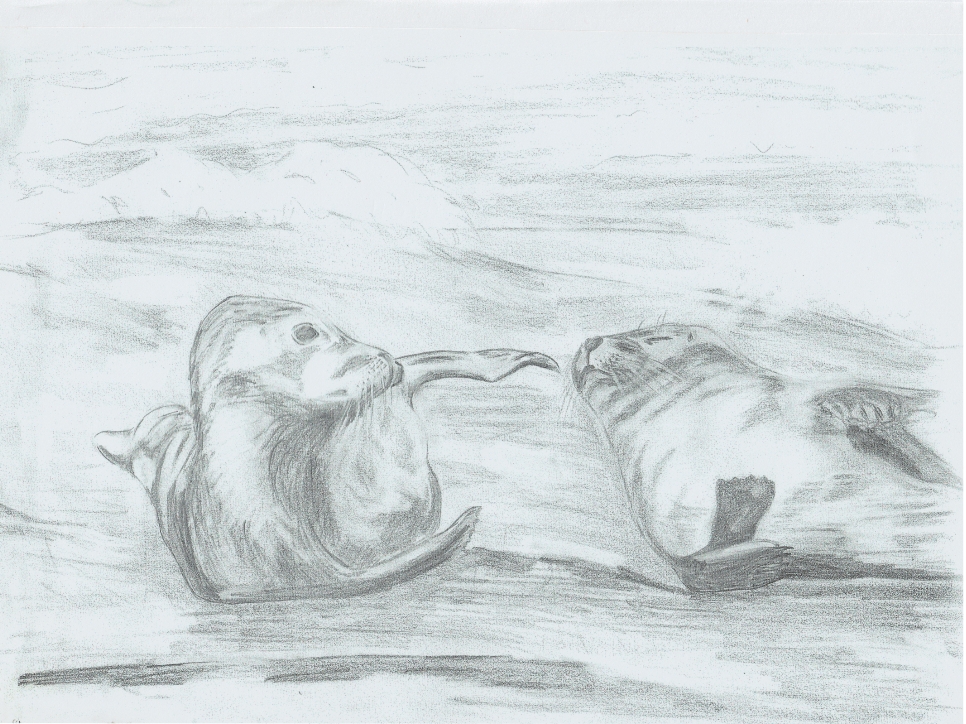 seals at play